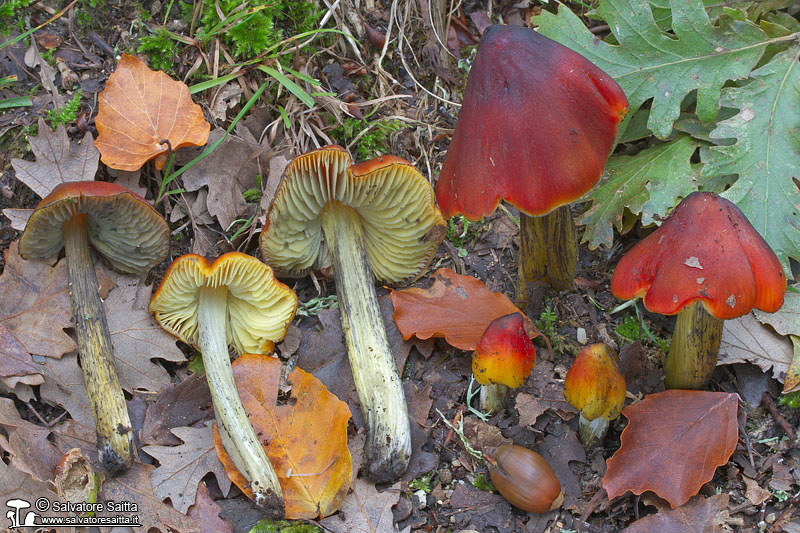 Hygrocybe conica foto 1