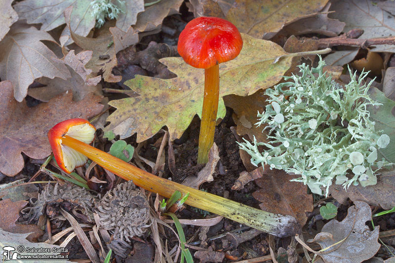 Hygrocybe conica foto 2