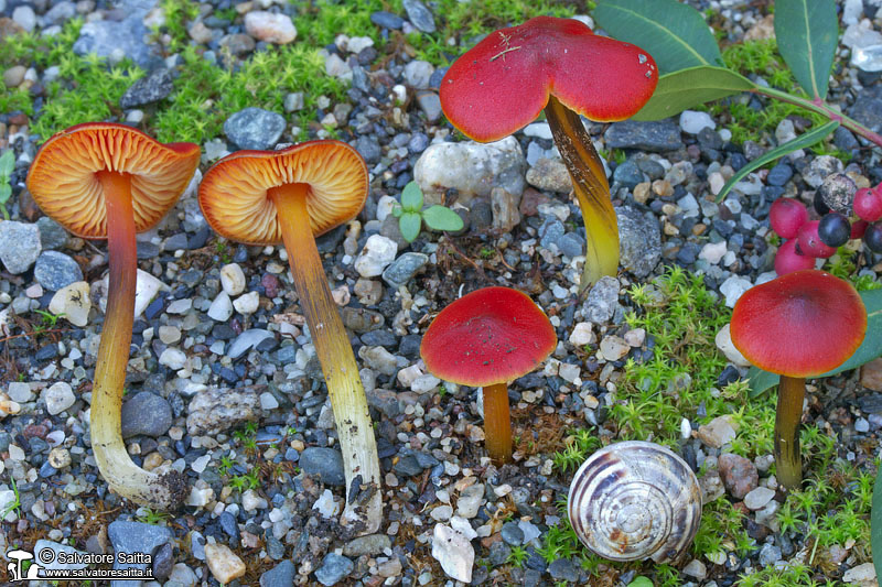 Hygrocybe conicoides foto 1