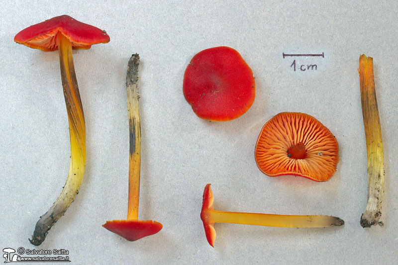 Hygrocybe conicoides foto 1b