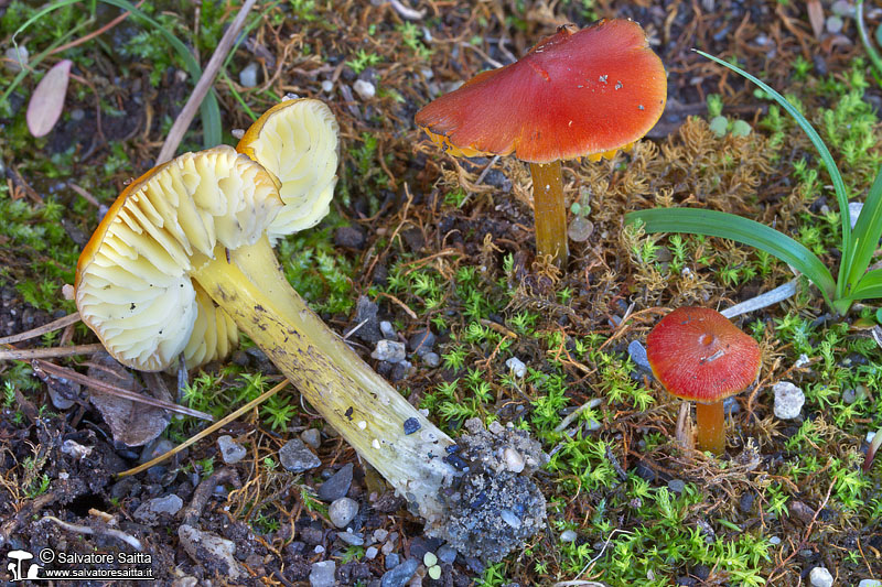 Hygrocybe conicoides foto 2