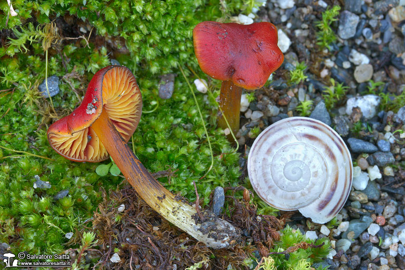 Hygrocybe conicoides foto 3