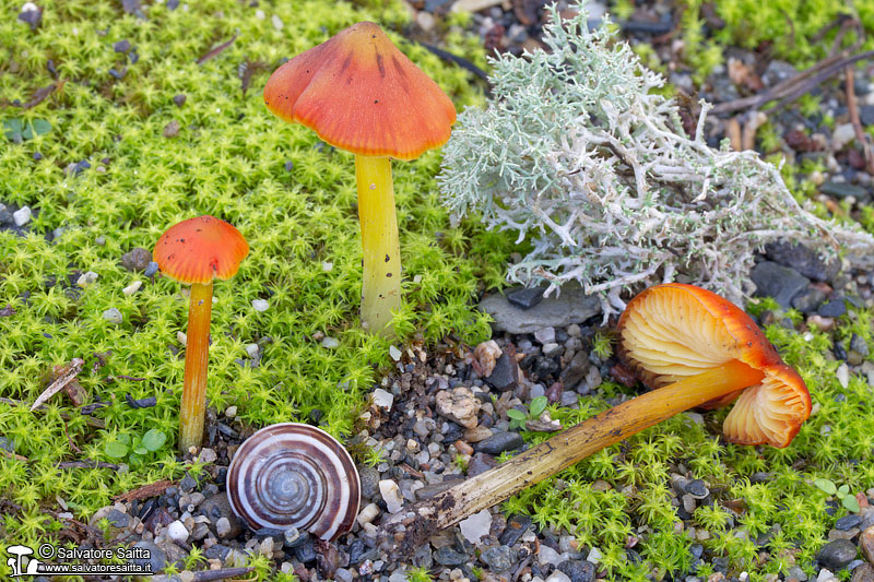 Hygrocybe conicoides foto 4