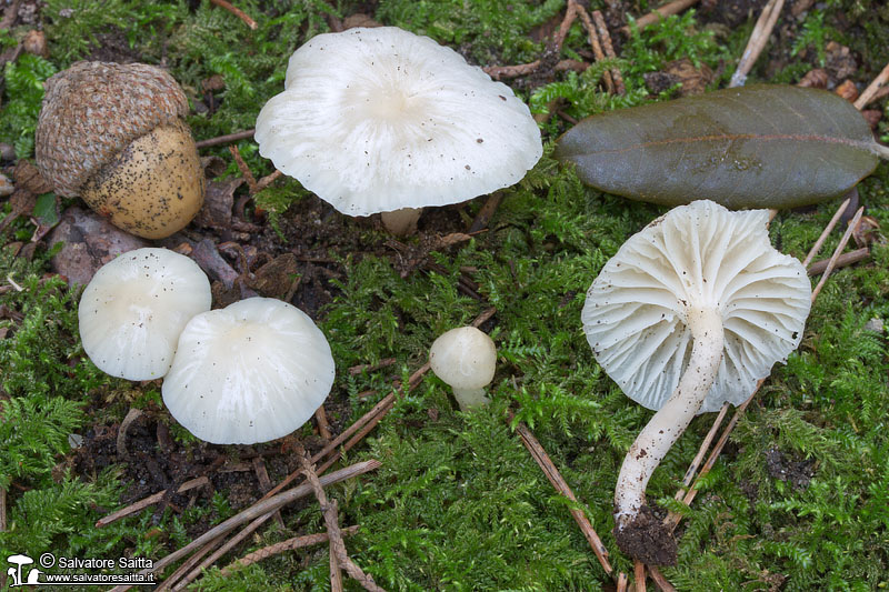 Hygrocybe virginea foto 1