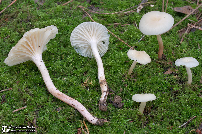 Hygrocybe virginea foto 2