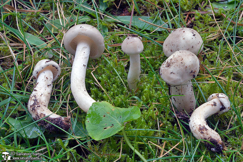 Hygrophorus agathosmus foto 1