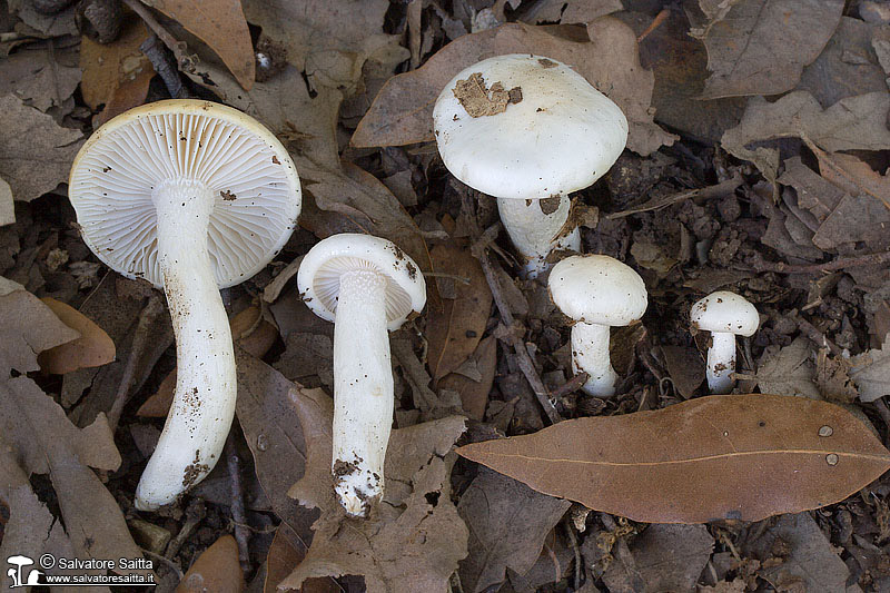 Hygrophorus cossus foto 2