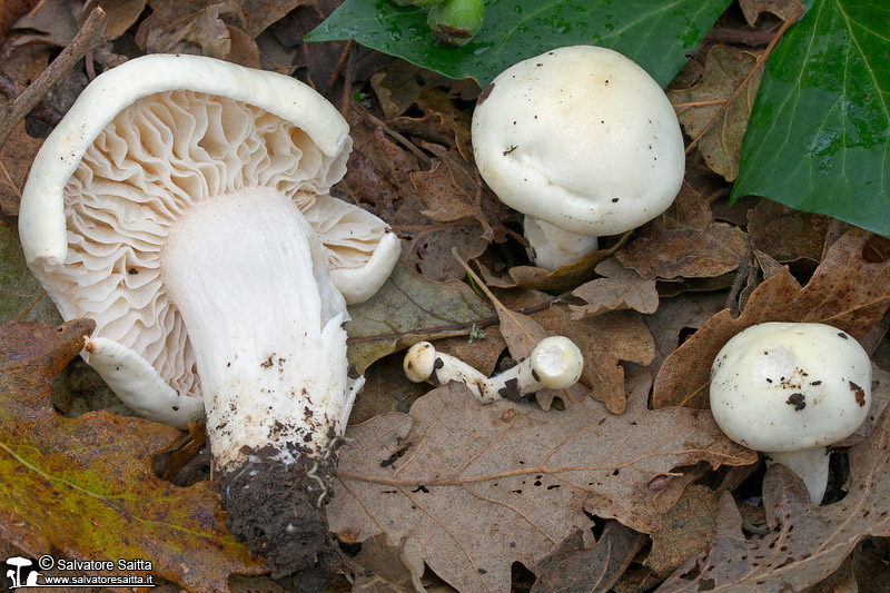 Hygrophorus penarioides foto 1