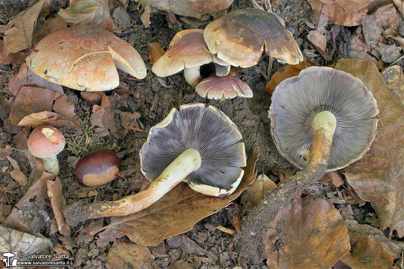 Hypholoma lateritium foto 1