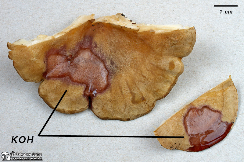 Infundibulicybe alkaliviolascens foto 1b