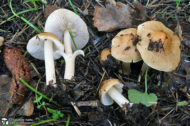 Inocybe mixtilis foto 1