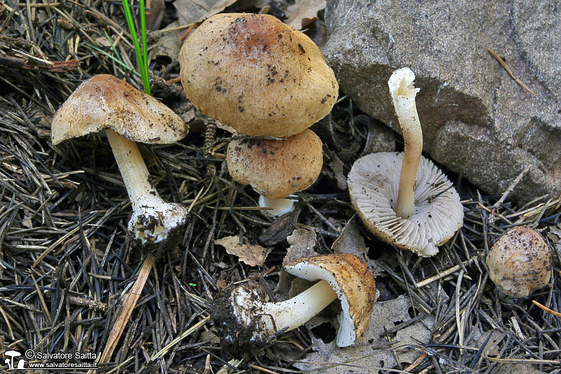 Inocybe mixtilis foto 2