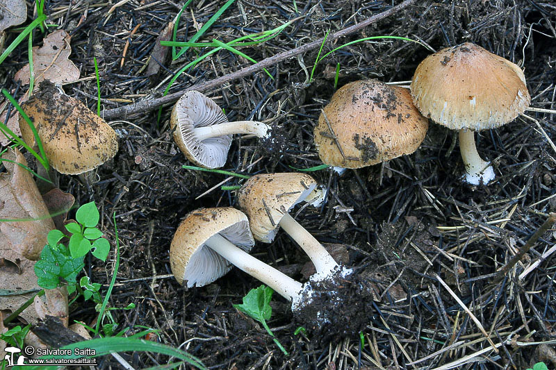 Inocybe mixtilis foto 3