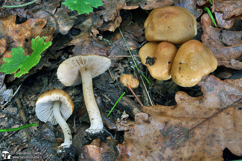 Inocybe mixtilis foto 4