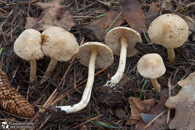 Inocybe sindonia foto 1