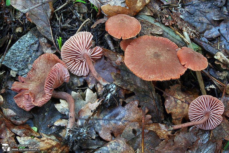 Laccaria macrocystidiata foto 2