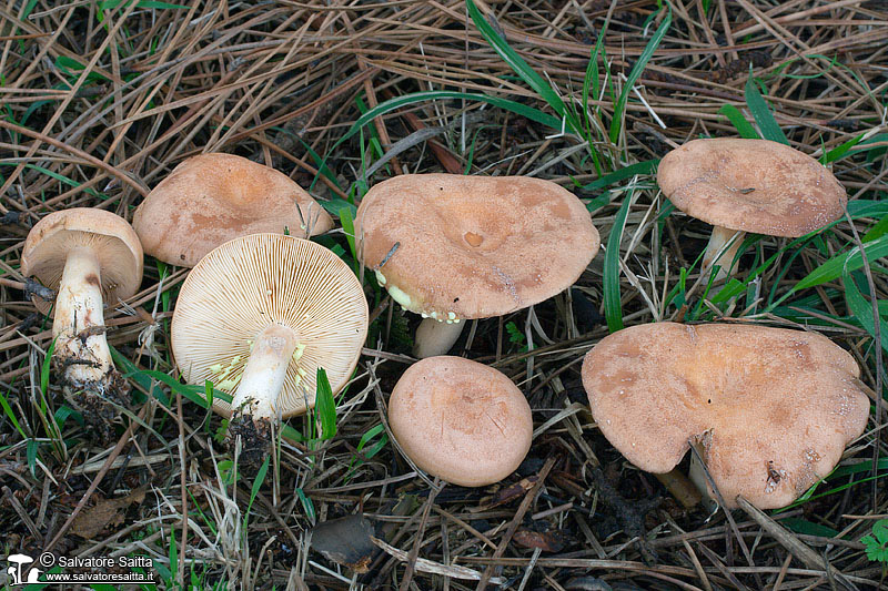 Lactarius chrysorrheus foto 2