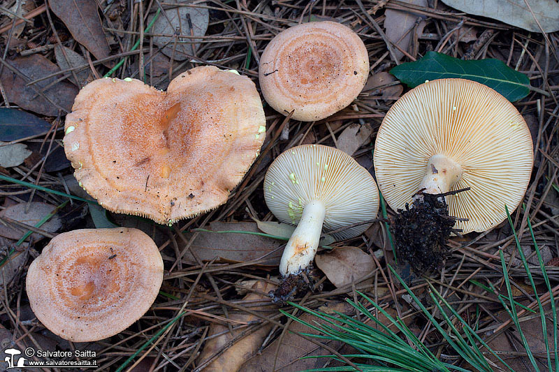 Lactarius chrysorrheus foto 3