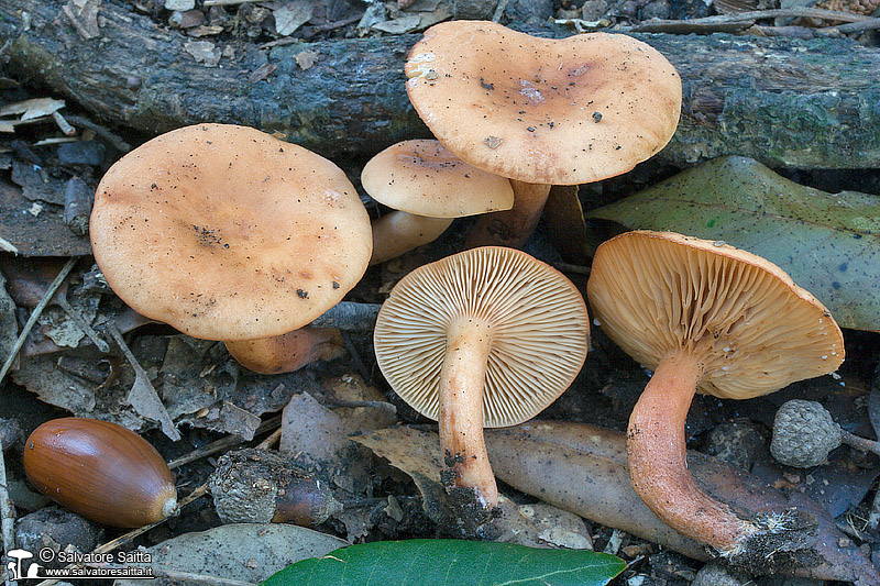 Lactarius decipiens foto 1