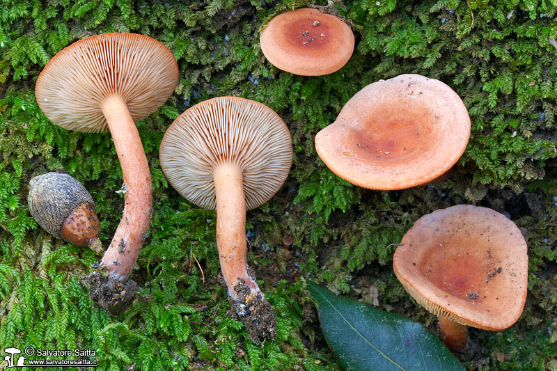 Lactarius decipiens foto 2