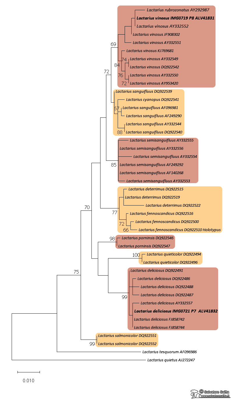 Lactarius albero filogenetico foto 1