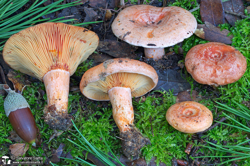 Lactarius deliciosus foto 5