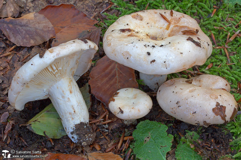 Lactarius pallidus foto 1