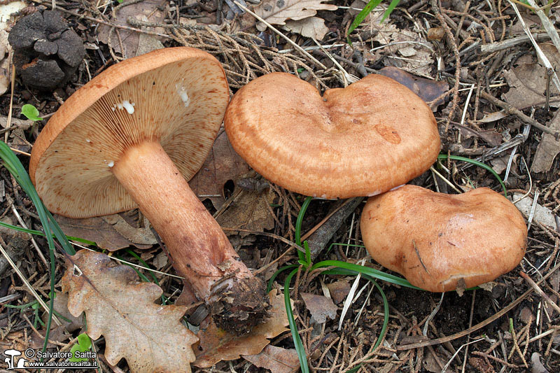 Lactarius quietus foto 1