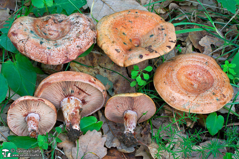 Lactarius vinosus foto 1