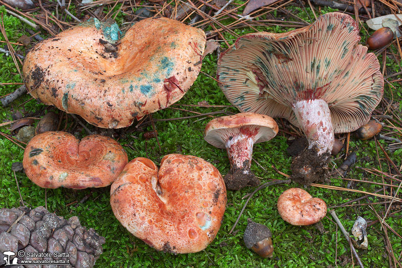 Lactarius vinosus foto 2