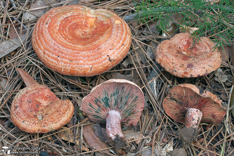 Lactarius vinosus foto 3