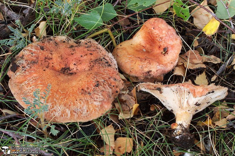 Lactarius torminosus foto 1