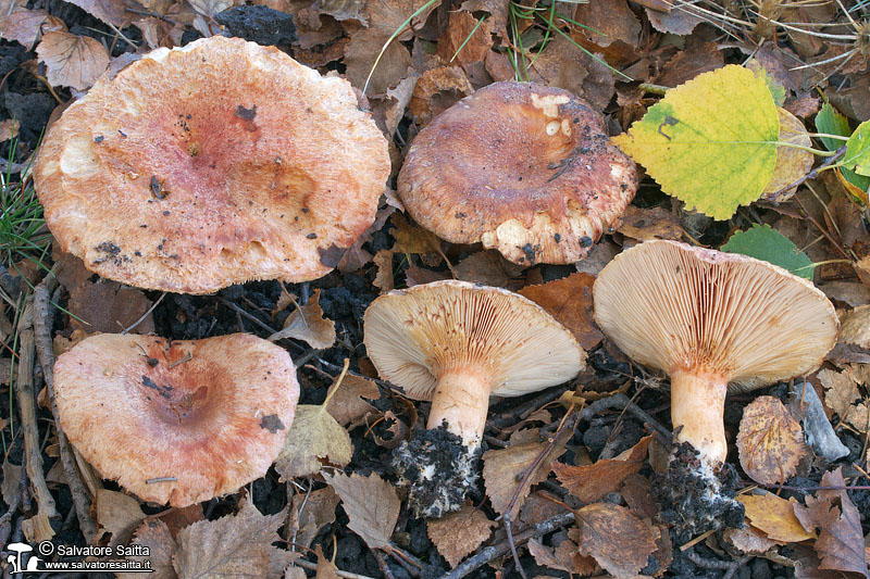 Lactarius torminosus foto 2