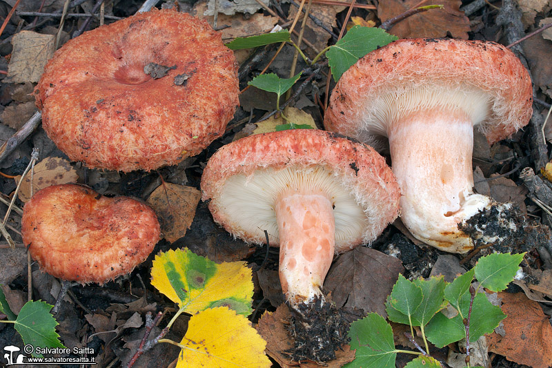 Lactarius torminosus foto 3