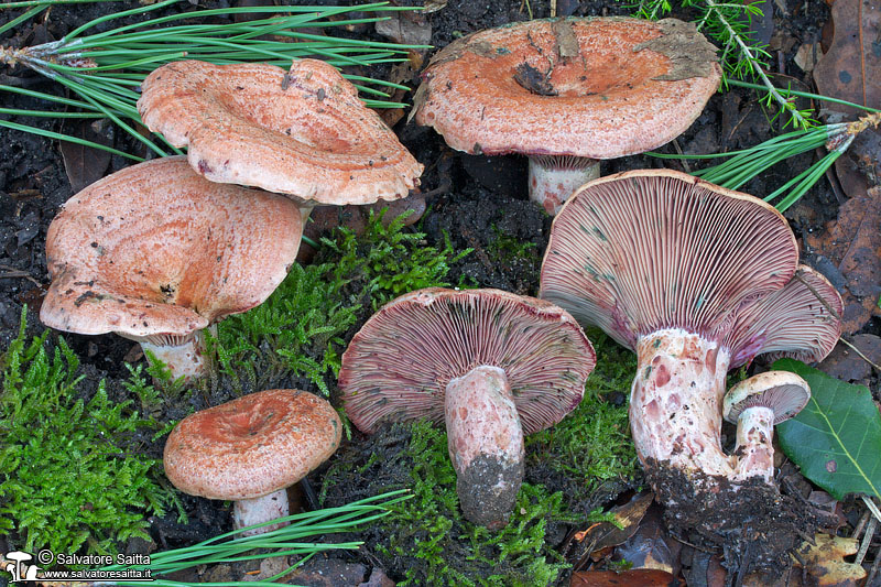 Lactarius vinosus foto 5