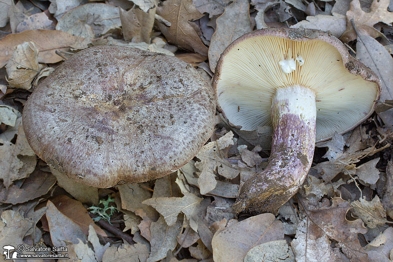 Lactarius violascens foto 1