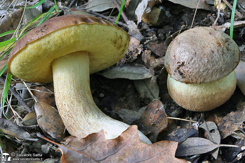 Leccinum lepidum foto 1