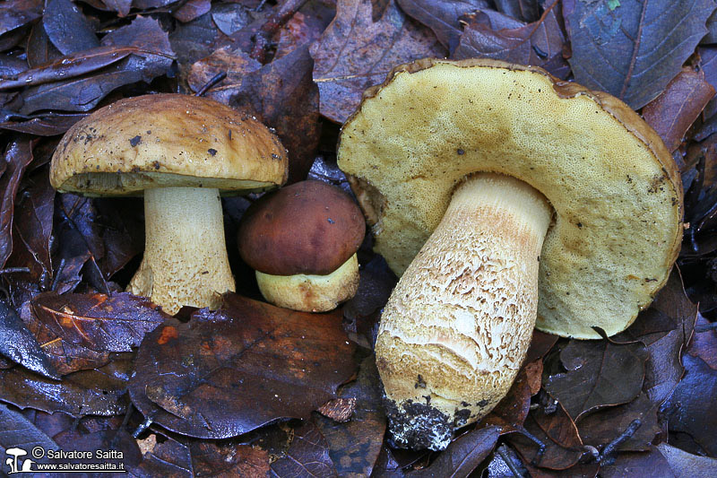 Leccinum lepidum foto 2