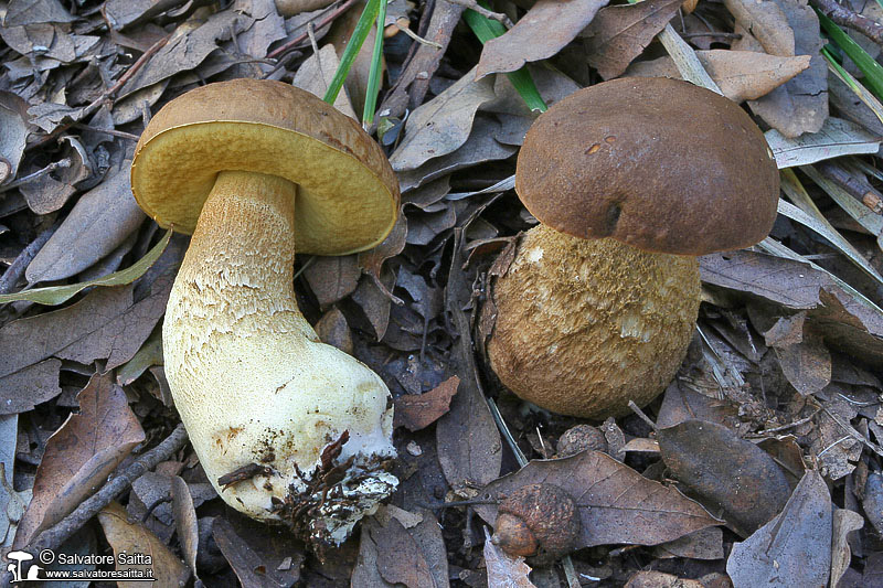 Leccinum lepidum foto 4