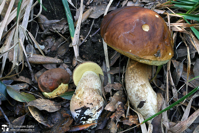 Leccinum lepidum foto 5