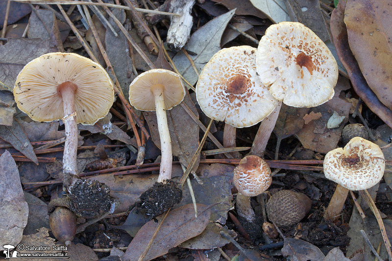 Lepiota cristata foto 1