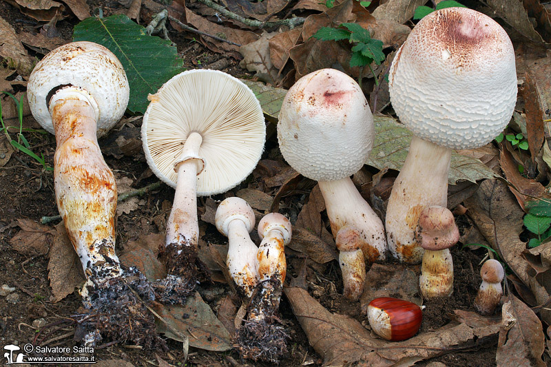 Leucoagaricus americanus foto 1