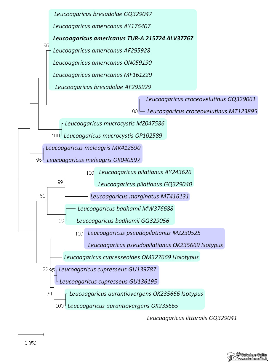 Leucoagaricus americanus albero filogenetico foto 1