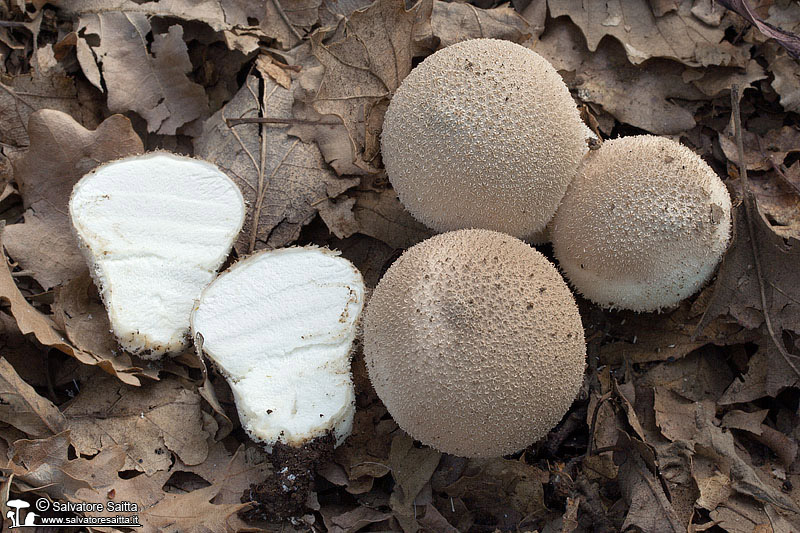 Lycoperdon atropurpureum foto 1