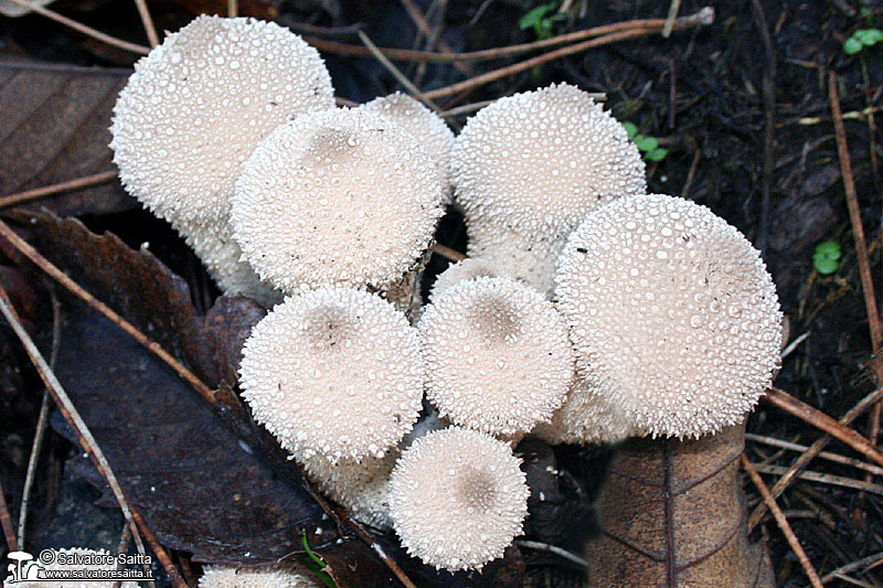 Lycoperdon perlatum foto 1