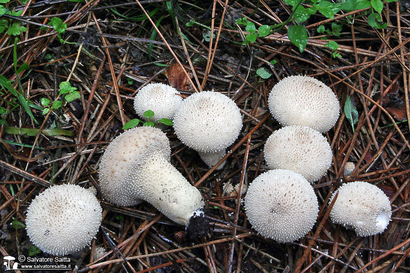 Lycoperdon perlatum foto 2