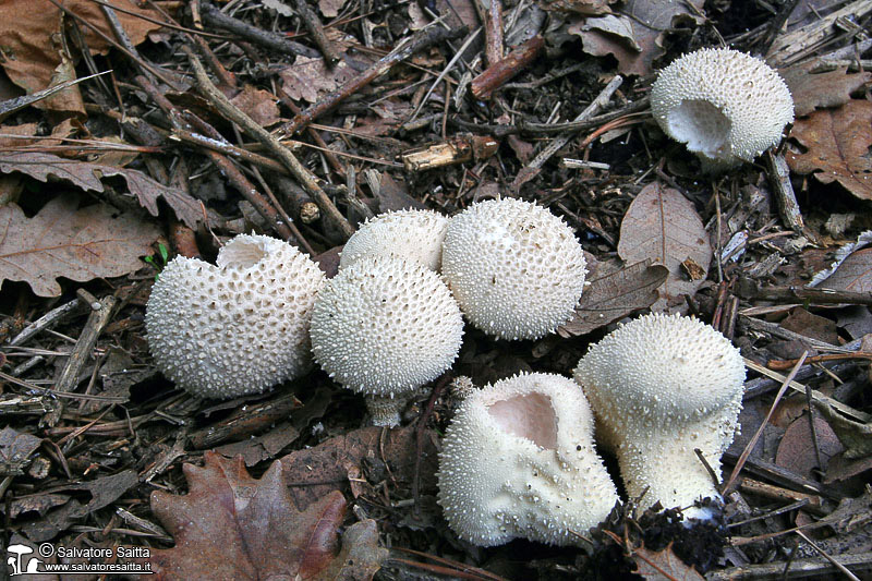 Lycoperdon perlatum foto 3