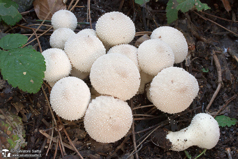 Lycoperdon perlatum foto 4