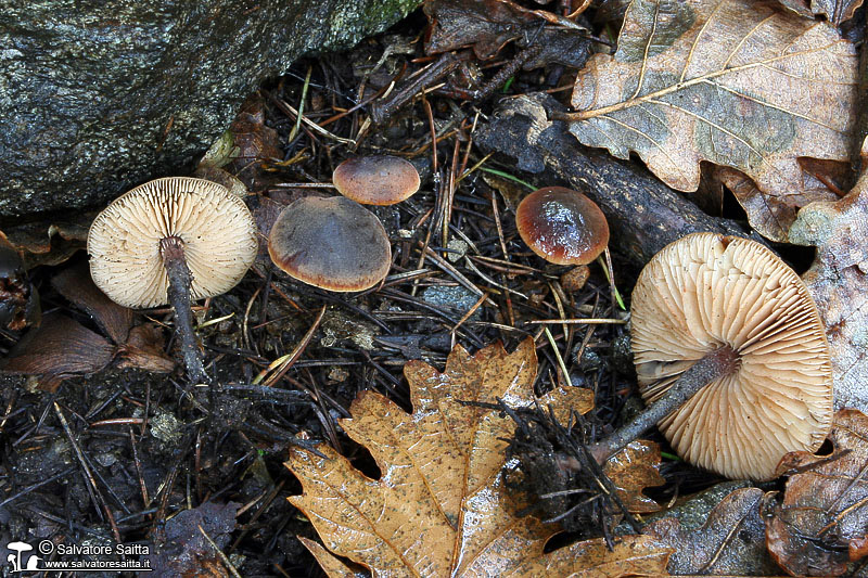 Macrocystidia cucumis foto 1