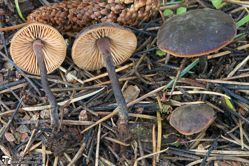 Macrocystidia cucumis foto 2